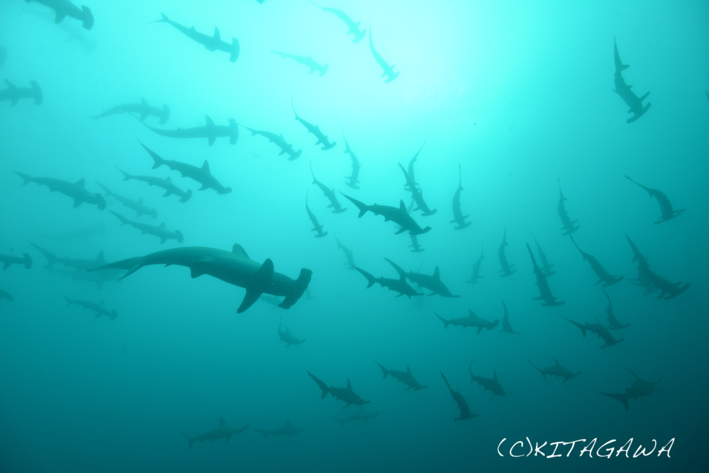 2017.09.20の神子元島　今日もハンマーの群れ！！！