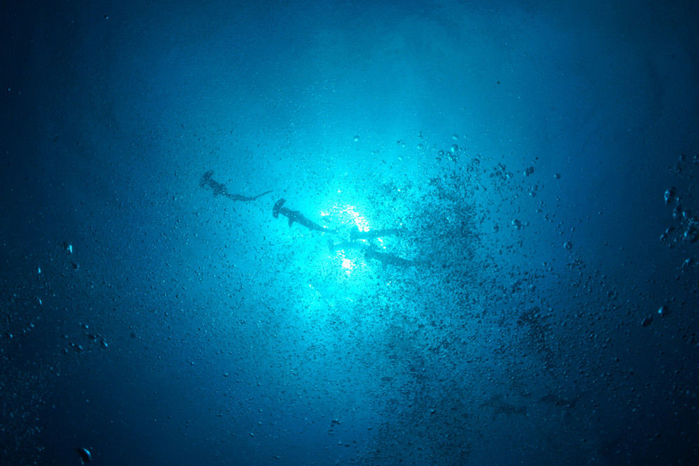 2017.09.21の神子元島　ハンマー祭り！！！