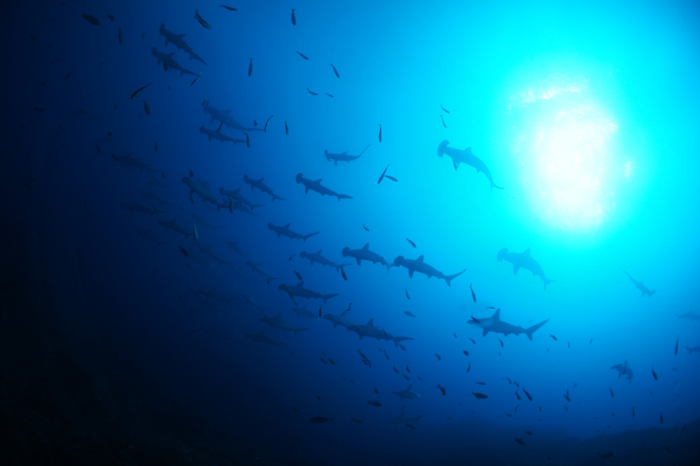 2017.09.23の神子元島　午後から！！！