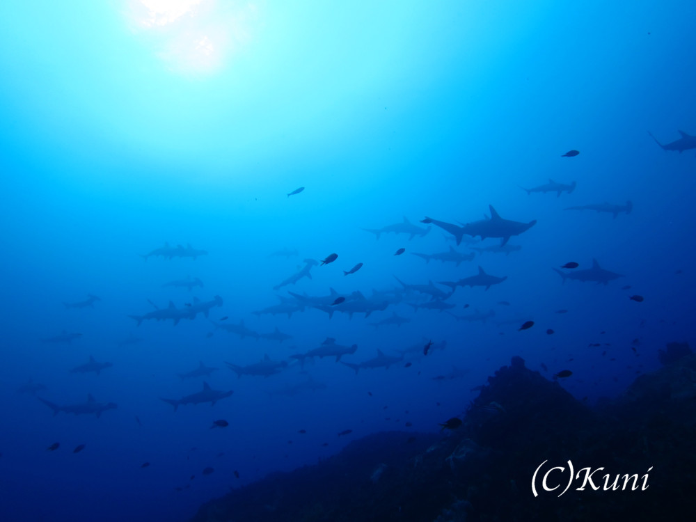 2017.10.05の神子元島　今日も好調！！！