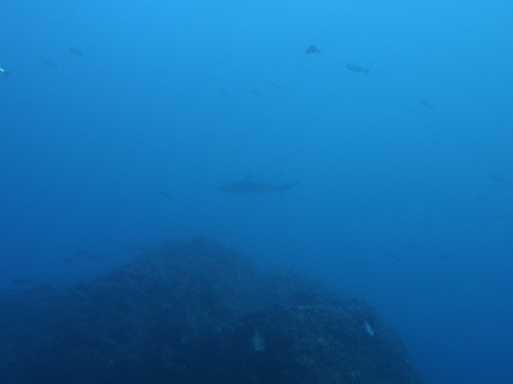 2017.11.07の神子元島　穏やかで、暖かい1日でした！