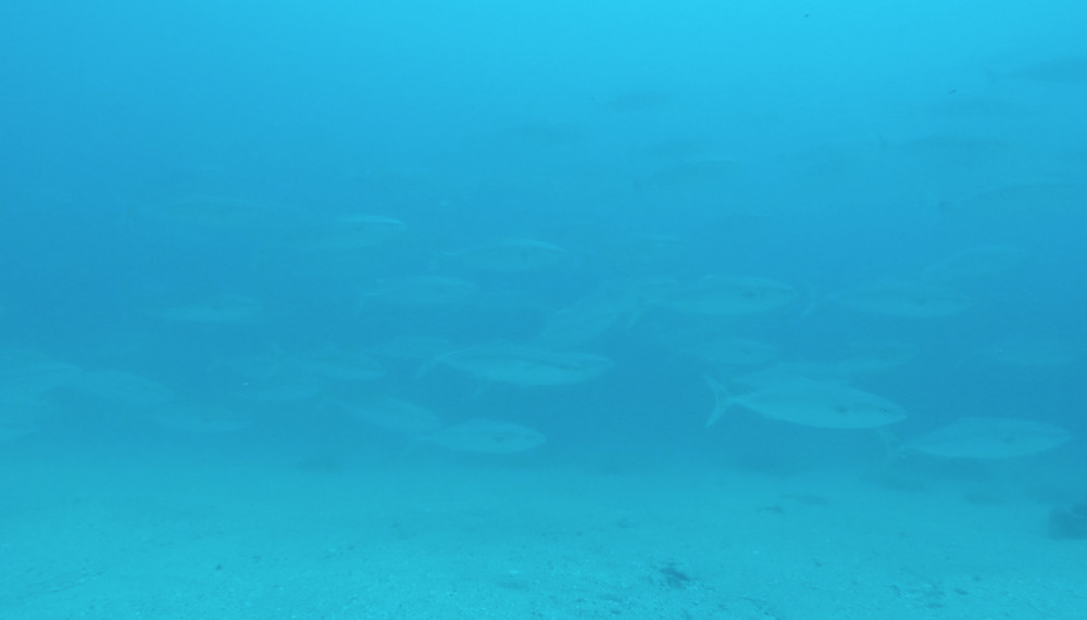 2018.05.16の神子元島　水温＆透視度up！！ワラサの群れも(^^)