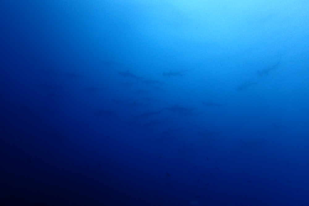 2018.07.17の神子元島　透視度回復、ハンマーの群れ！！！