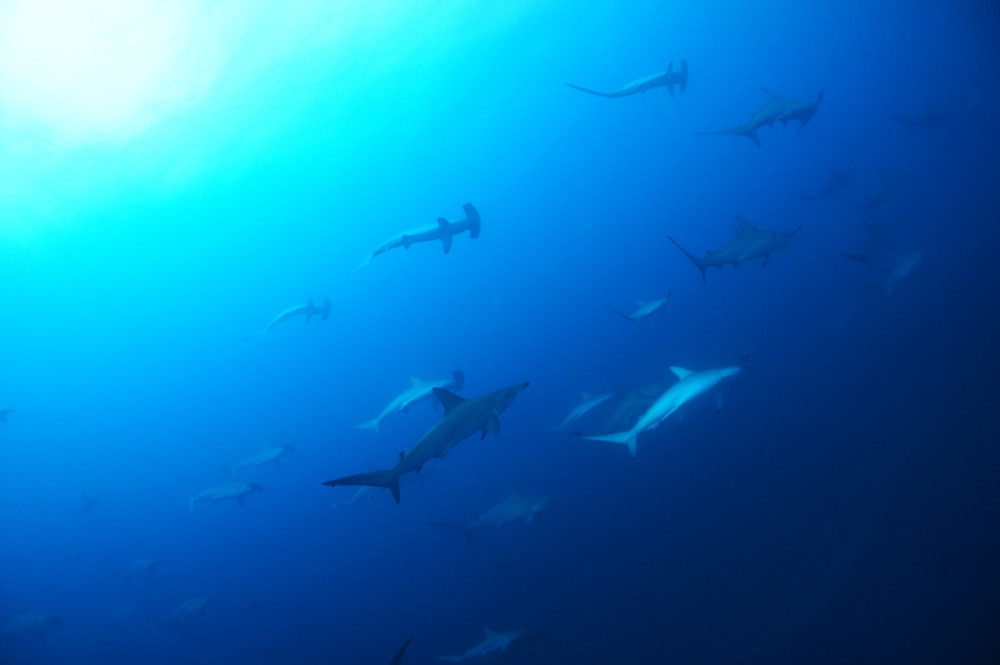 2018.07.18の神子元島　水温28℃南国です(^^)♪