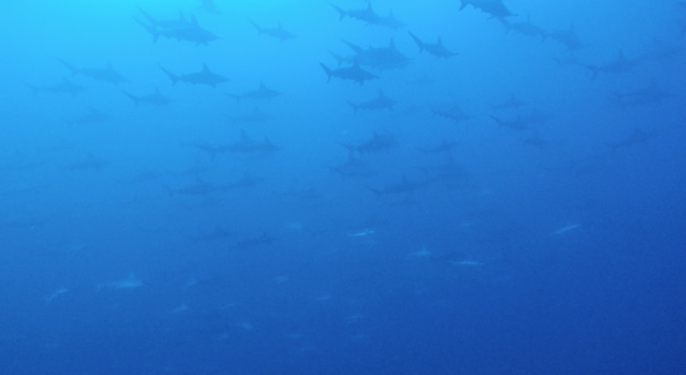 2018.11.16の神子元島　初冬のハンマー祭り！