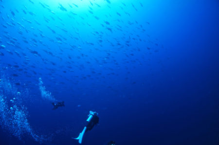 2019年 海遊社パラオツアー!