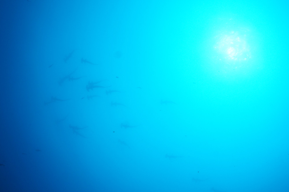 2019.06.21の神子元島　徐々に青い潮！でも、潮速すぎる(・∀・)