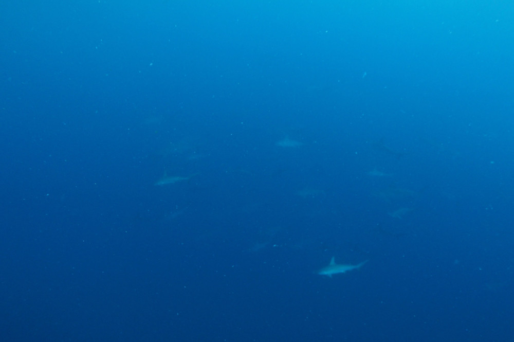 2019.08.22の神子元島　青い潮、ガンバレ！