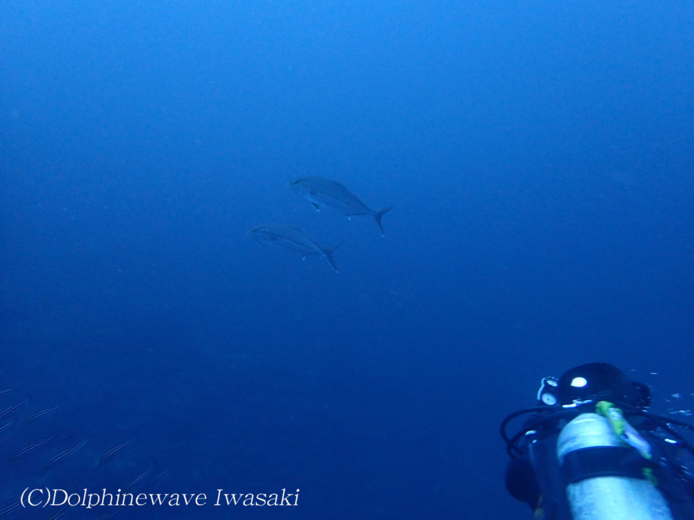 2019.09.15の神子元島　朝判断…1ダイブで終了。