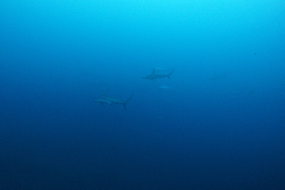 2019.09.18の神子元島　賑やかです！