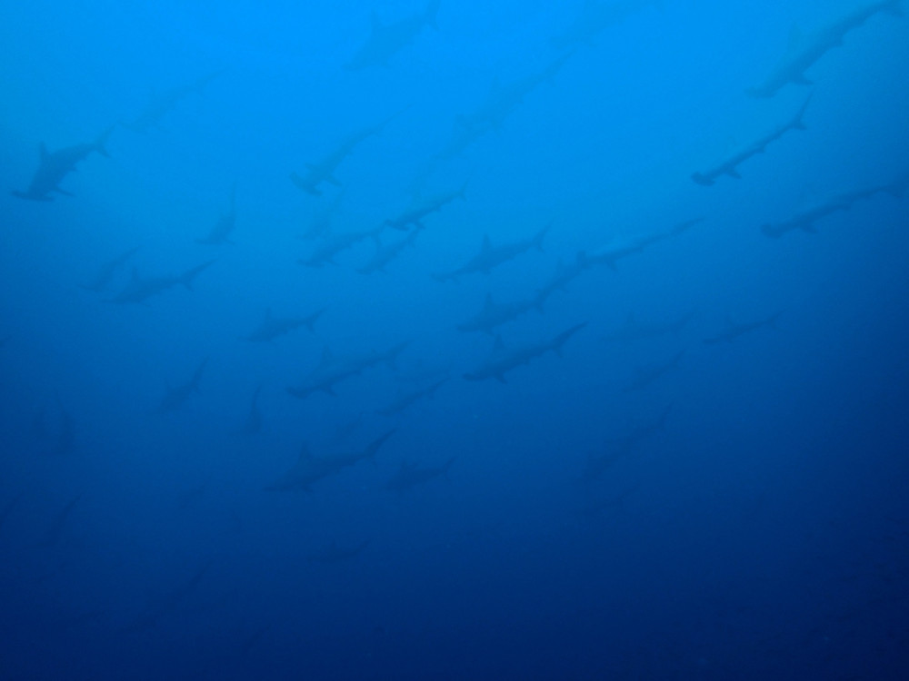 2019.11.24の神子元島　久しぶりの海！