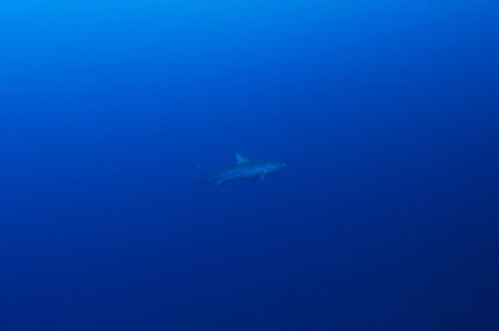 2020年海遊社トカラツアー開催のお知らせ。