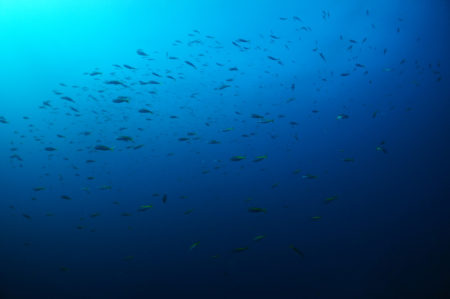 2019.12.14の神子元島　透視度・水温良好です！