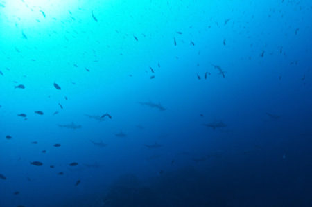 2019.12.15の神子元島　濃い魚影からのハンマーの群れ！