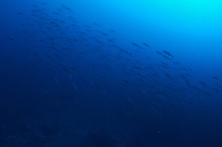 2019.12.19の神子元島　青い！