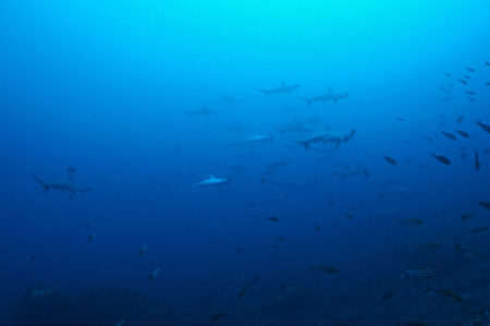 2019.12.21の神子元島　ハンマー・ワラサ・ホシフグ！！！