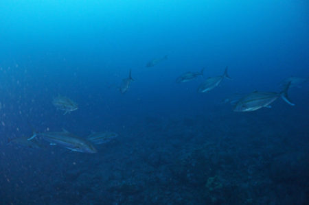 2019.12.22の神子元島　特大カンパチ！！！