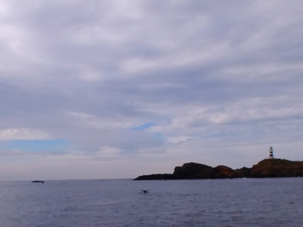 2019.12.26の神子元島　ザトウクジラ！