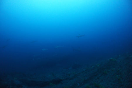 2019.12.28の神子元島　今年も残り数日です！