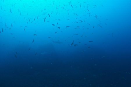 2019.12.29の神子元島 今日もハンマーの群れ!