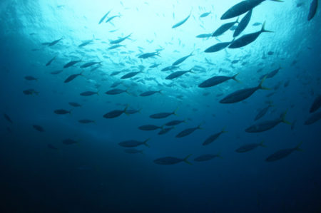 2019.12.30の神子元島 潜り納めです!