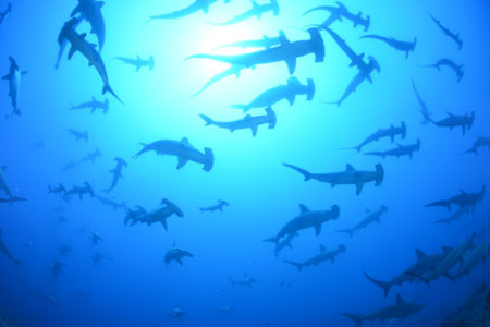 2019年神子元島総集編movie!