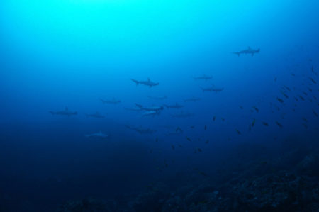 2020.01.11の神子元島 1月もハンマーの群れゲットだぜ(^O^)