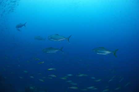 2020.01.12の神子元島 透視度抜群!