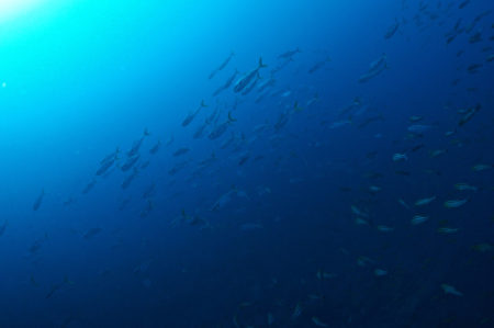 2020.01.14の神子元島 特大カンパチの群れ!!!