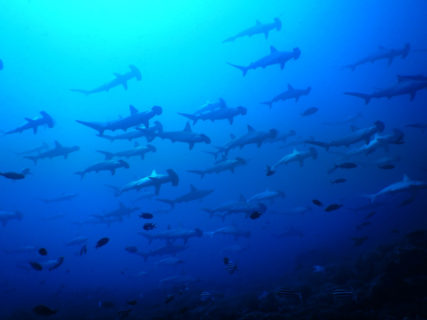 2020.01.25の神子元島 す、凄いぞ!!ハンマー大群!!