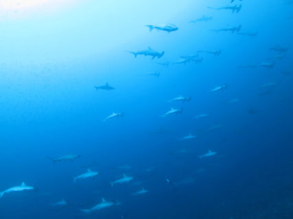 2020.02.02の神子元島 2月もハンマー!カマイルカの大群も!