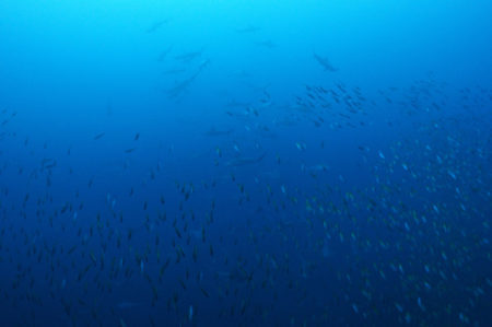 2020.02.09の神子元島 ハンマー&回遊魚祭り!!!