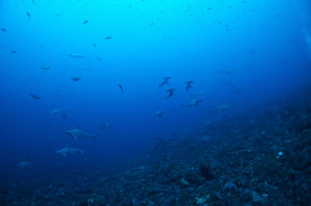 2020.02.11の神子元島 ハンマー・カンパチ&ハナゴンドウ!