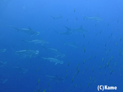2020.02.15の神子元島 今日もハンマーの群れ!!!