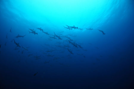 2020.02.16の神子元島 ハンマー&回遊魚…いっぱい!!!