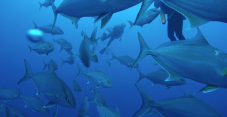 2020.02.19の神子元島 本日も盛り沢山(^^)♪