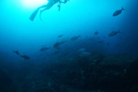 2020.02.24の神子元島 回遊魚!!!