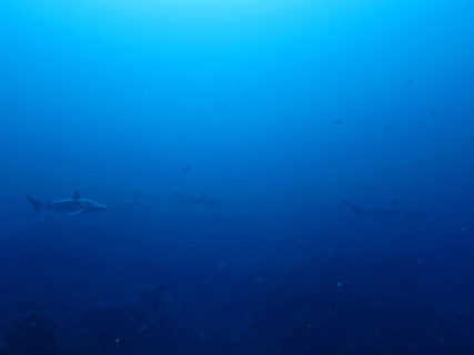 2020.03.07の神子元島 回遊魚&ハンマー&カマストガリザメの群れ!