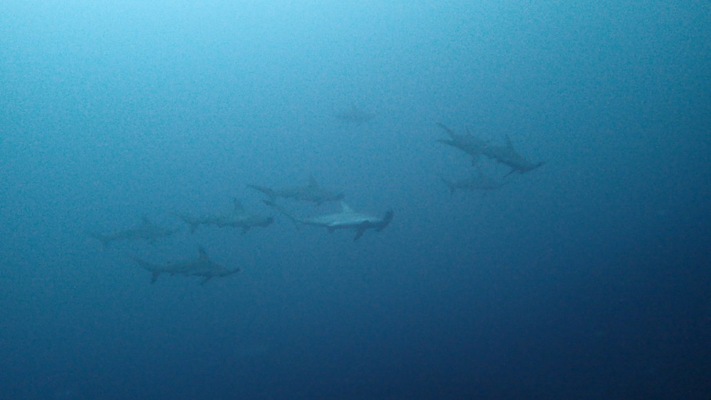 2020.06.13の神子元島 水温・透視度ダウンもハンマーゲット!