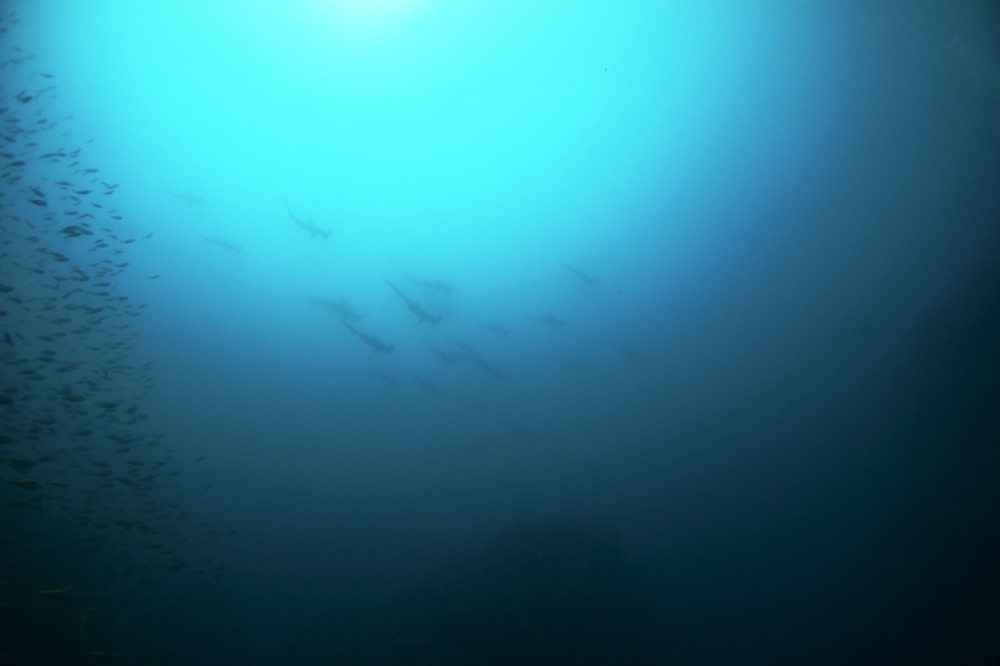 2020.07.20の神子元島　天気良し凪良し透視度…。