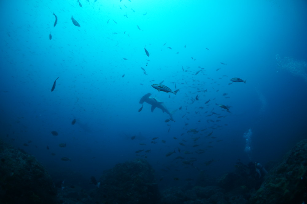2020.07.22の神子元島　ベタ凪！