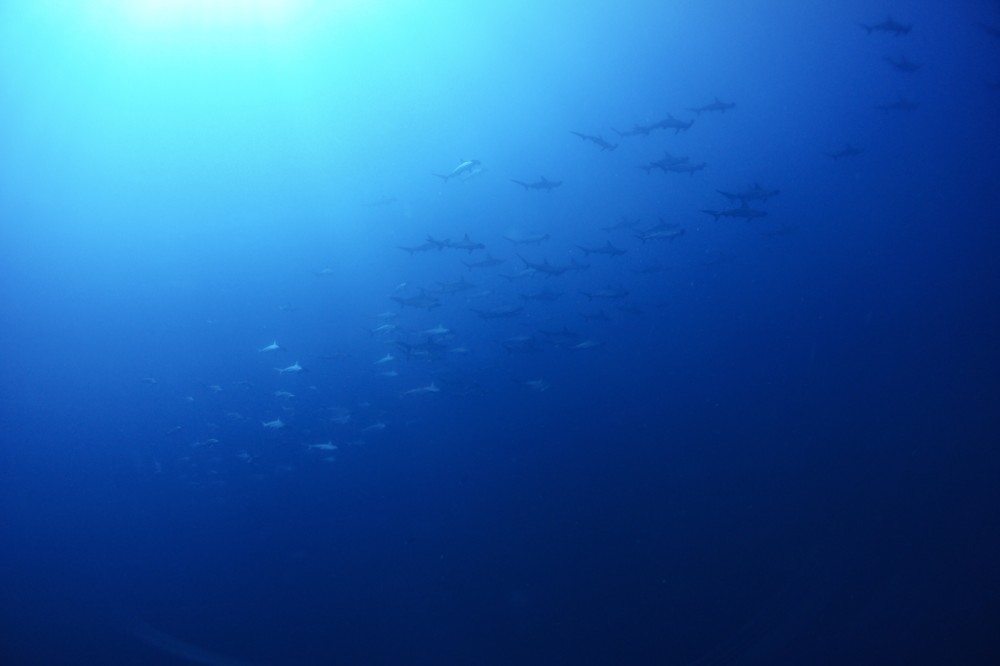 2020.08.30の神子元島　南国がまだ続く！