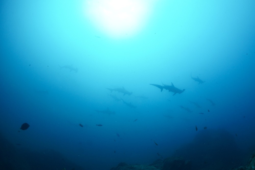 2020.09.19の神子元島　連休初日！