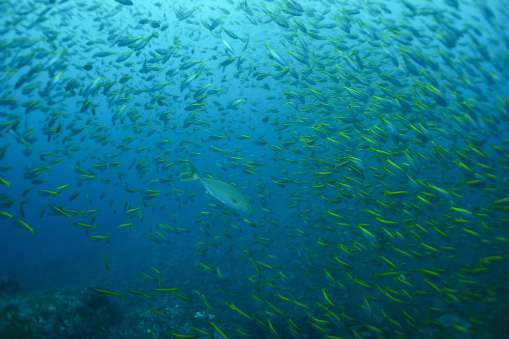 2020.10.22の神子元島　魚多いです！