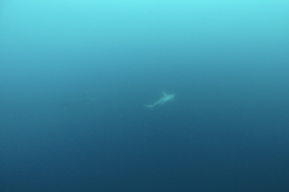 2020.10.27の神子元島　今日も秋晴れ！