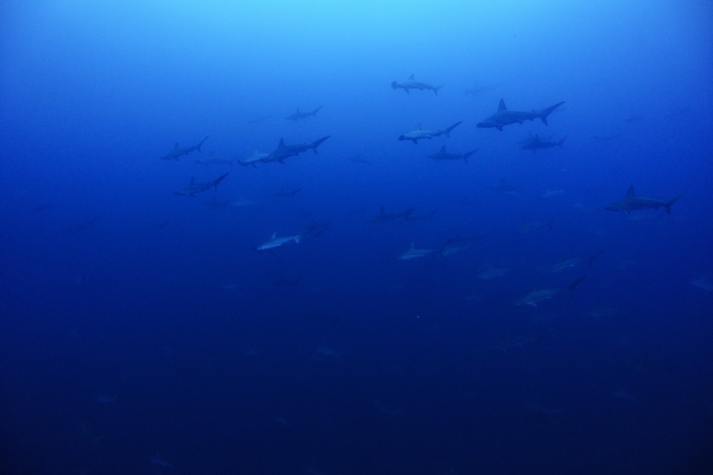 2021.06.12の神子元島　べた凪の青い海！！！