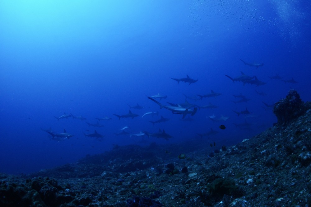 2021.08.01の神子元島 8月に入りました!