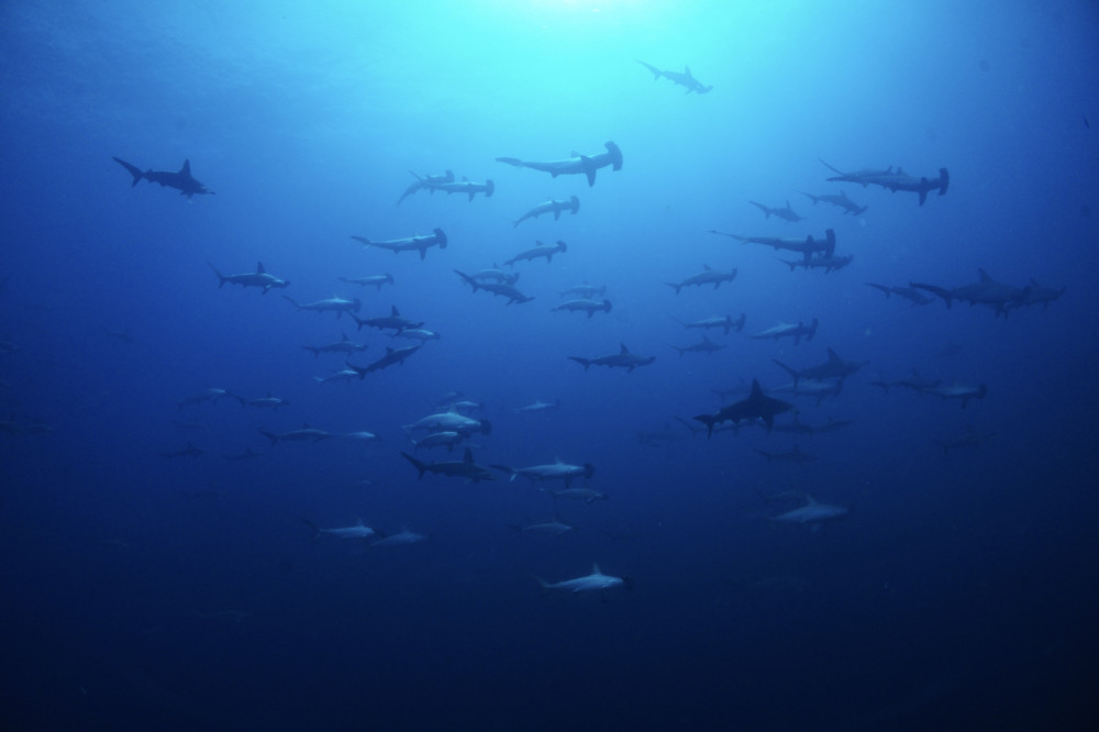 2021.08.22の神子元島 海が青くなりました!