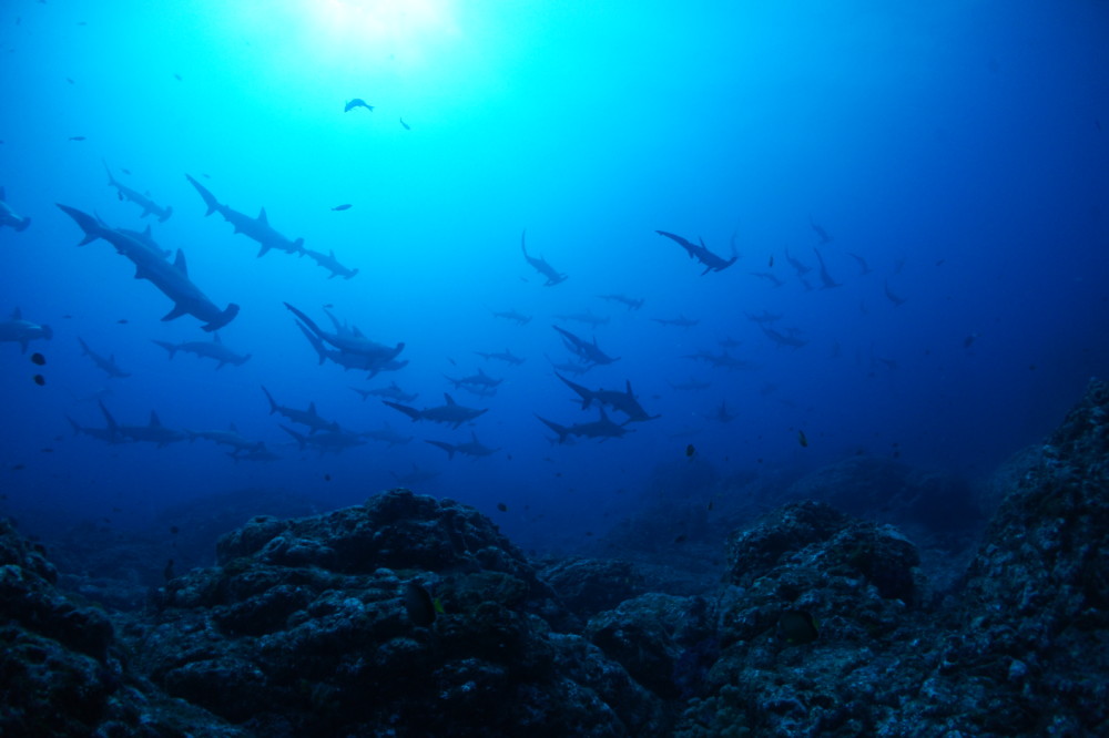 2021.08.23の神子元島 透視度少しダウンも…!