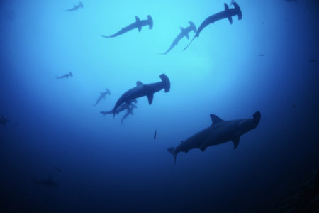 2021.09.15の神子元島　青い時間が長くなりました！